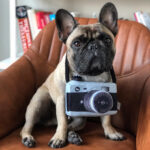 Dog camera photo prop toy - Image 4