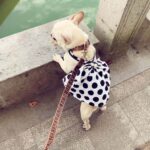Dog Black Senior Cute Tutu Skirt - Image 4