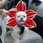 Dog Halloween Chomper Costume - Pet Holiday Demon Hat Scary Headband Flower Cosplay Outfits Funny Headwear Stranger Clothes For Medium Dog - Image 7