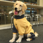 Fashion Pet Dog Four-legged Warm Sweater - Image 8