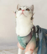 Spring Breeze Cat Hanfu Clothes Antique Hair Loss Thin Section - Image 2