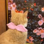 New Cat Specific Pet White Collar Angel Wing Accessories Outdoor Dog Neck Rings Butterfly Tie Supplies Pet Decoration Supplies - Image 4