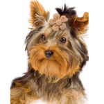 Pet Headdress Flower Spring Flower Solid Color Headdress Flower Dog Cat Accessories - Image 4