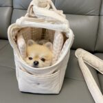 Pet Small Dog Hand Messenger Bag - Image 3