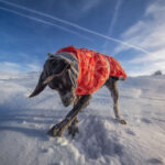 New Autumn And Winter Quilted Snow Warm Waterproof Large Dog Cotton Jacket Coat Jacket - Image 5