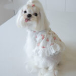 Small Town Flower Print Lace Dog Skirt - Image 3