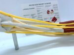 Ligament Joint Model Into Muscle Nerve Anatomy Human Skeleton Skull Arm Teaching Aid - Image 3