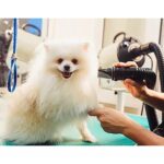 Pet Water Blowing Machine Dog Hairdryer High Power Mute Large Dog and Cat Special Drying and Blowing Artifact - Image 3