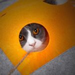 Cat scratching a blanket - Image 2