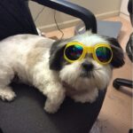 Dog Sunglasses Foldable Medium Size Waterproof Goggles UV Protection Glasses For Pets - Image 3