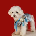 New Pet Hanfu Clothes Dress Gift Box - Image 6