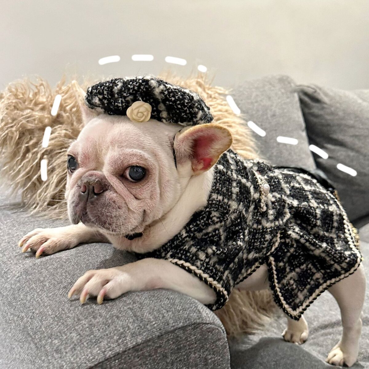 Pet Trendy Brand Popular Clothing - Image 2