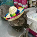 Pet Supplies Straw Woven Mini Pet Dog Straw Hat Pet Mexican Straw Hat Pet Cat Sun Hat - Image 4