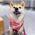 Shiba Inu Color Matching Triangular Binder Can Be Worn On Both Sides - Image 2