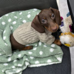 Winter Wear Warm Pet Autumnwinter Clothes - Image 3