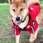 Windproof And Rainproof Dog Large Dog Raincoat - Image 2