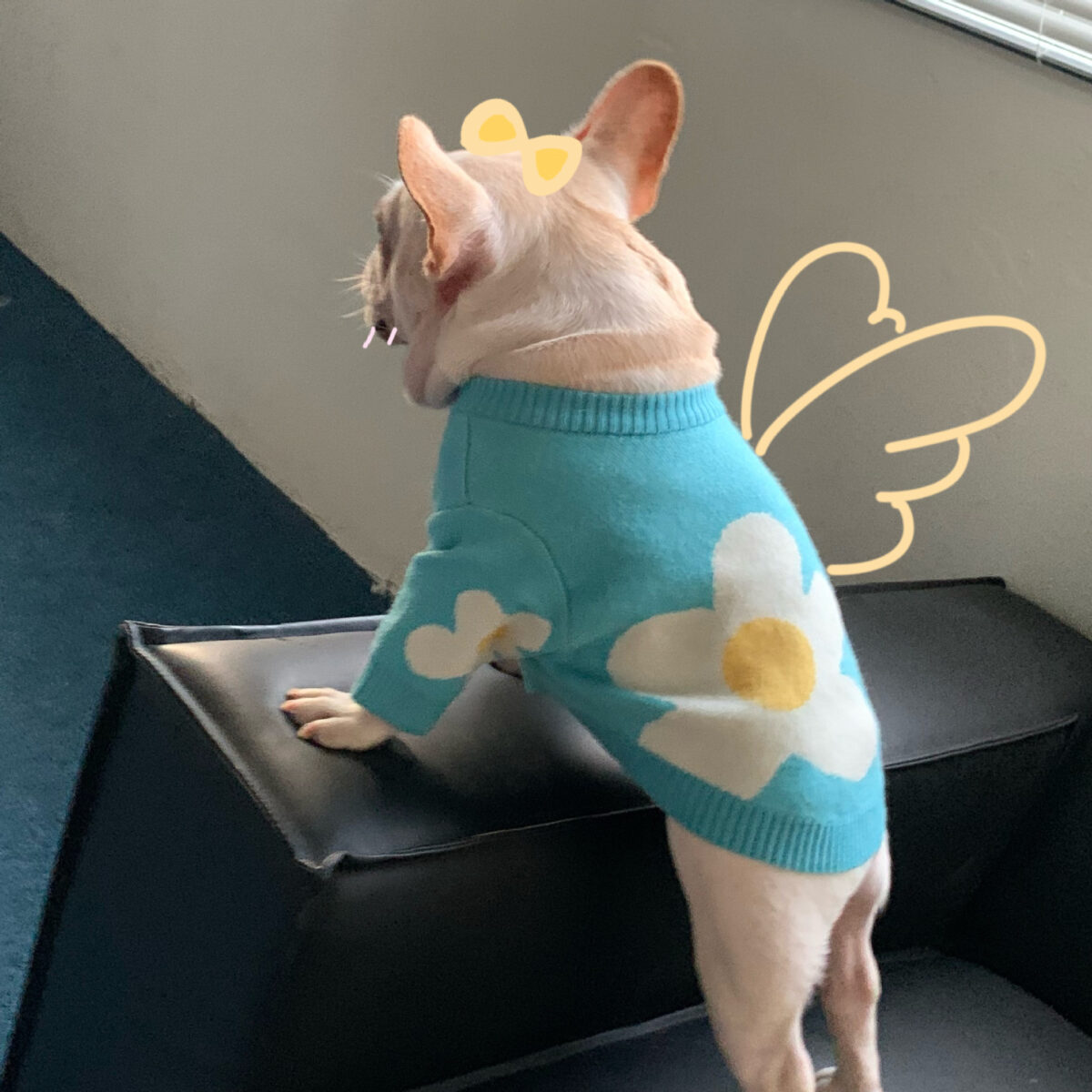 Pet Fashion Brand Clothes Dog Cat Fight - Image 4