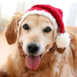 Two-piece Pet Hand-knitted Hat And Scarf - Image 3