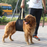 Dog leash auxiliary belt - Image 3