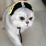 Pirate Hat Leaky Ear Small Handmade Pet Costume - Image 5