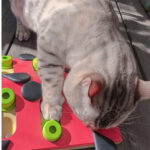 The Cat Grasps The Board And Misses Food - Image 4