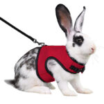 Guinea Pig Rabbit Rope Minipet Traction Vest Chest Back - Image 6
