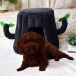 Cat House Cat Kennel Cat Supplies Pet Nest Cage Cat Nest Cat Pet Nest Cat Home Cat Room Brown Pet Nest Plush Cat Bed Nest Cat Cute Cat Cage - Image 5