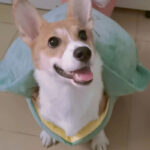 Turtle Shell Pet Vest Funny Clothes - Image 5