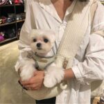 Puppy Kitten Carrier Outdoor Travel Handbag Dog Carriers For Small Dogs, Puppy Dog Carrier For Small Dogs With Multiple Pockets, Breathable Mesh And Soft Cushion, Small Dog Travel Tote Bag For Hiking - Image 3