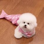 Cat Mermaid Costume Creative Cat And Dog Costumes Funny Cat Mermaid Costume Cat Mermaid Fishtail Dress Puppy Mermaid Fishtail Dress Pet Mermaid Costume Humor Funny Photo Props - Image 5