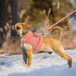 Cute Warm Small Dog Harness And Leash Set With Bow Tie, Soft Padded Puppy Harness With Removable Fur Collar, Adjustable Girl Dog Harness With Quick Release Buckles - Image 4