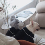 Dog Warm Velvet Small And Medium Dogs And Cats Skirt - Image 3