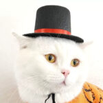 Cat Knitted Gentleman Scarf Collar Magician Hat Small - Image 3