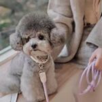 Dog Collar Leather Hand Holding Rope Dog Leash Collar Pet Small And Medium Size - Image 3