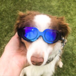 Pet supplies colorful dog glasses sunglasses Amazon cat sunglasses - Image 5