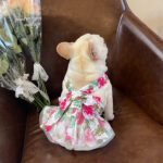 Cotton Ultra-thin Fashion Teddy Hair Bucket Universal Lady's Ultra-thin Princess Cat And Dog Skirt - Image 2