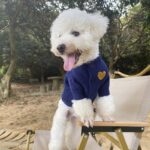 Dog Cat Autumn And Winter Warm Pet Sweater Small And Medium Solid Color Cardigan - Image 3