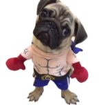Boxer Cat Costume - Image 6