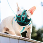 Short-mouthed Dog Cover - Image 4