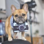 Dog camera photo prop toy - Image 2