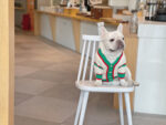 Bichon Schnauzer Cat And Dog Winter Pet Coat - Image 4