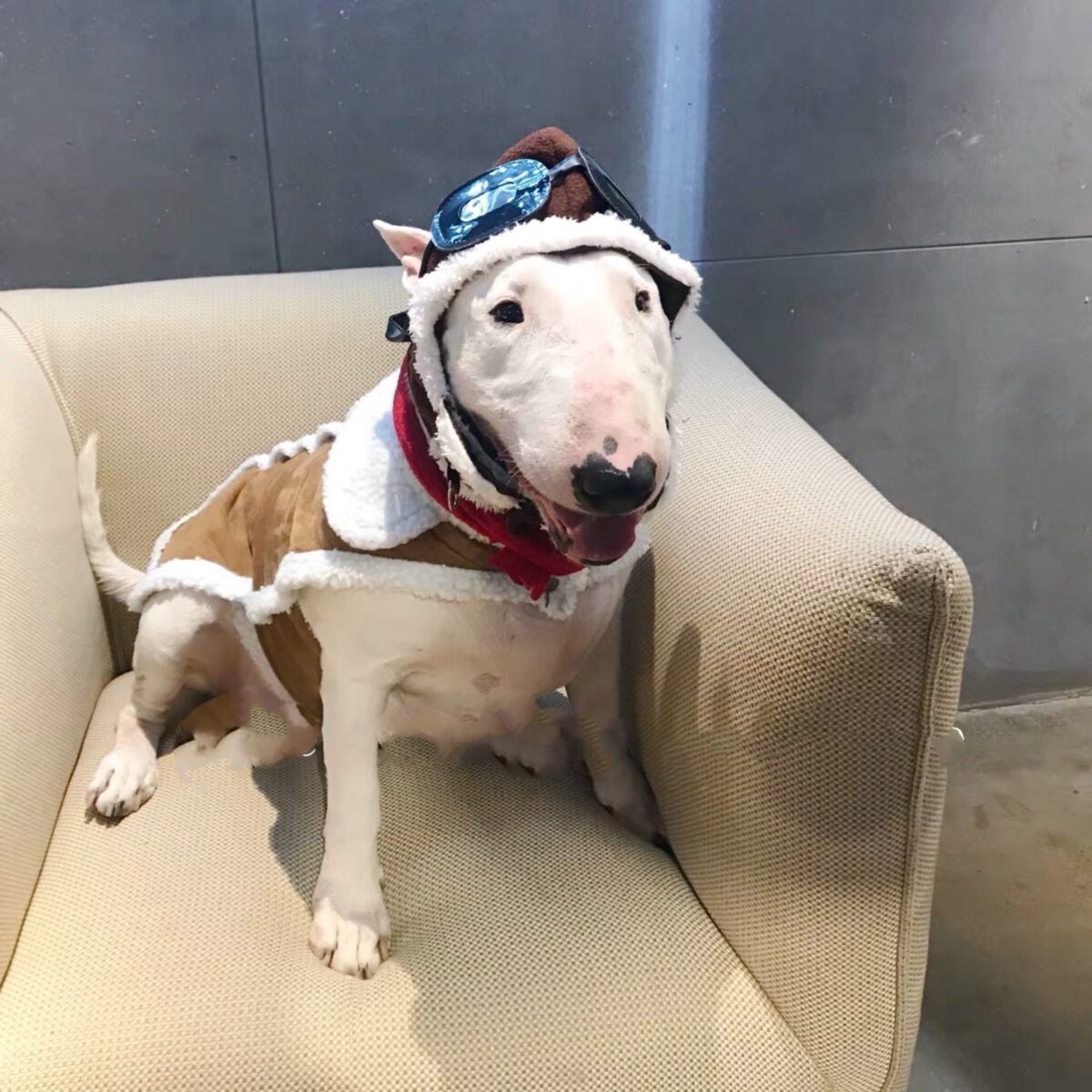 Pet Cross-dressing Red Scarf Flying Cap Set - Image 3