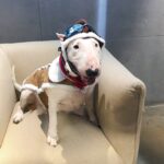 Pet Cross-dressing Red Scarf Flying Cap Set - Image 3