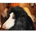 Lion Mane Wig for Large Dogs - Image 7