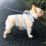 Dog Transparent Reflective Waterproof Raincoat - Image 4