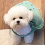 Turtle Shell Pet Vest Funny Clothes - Image 3
