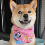 Shiba Inu Color Matching Triangular Binder Can Be Worn On Both Sides