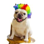 Pet Headdress Pet Wig Sheath - Image 5