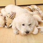 Pet Cotton Rope Toy Dog Sound Canvas Molar Teeth Cleaner Bite-resistant Rope Knot Training Dog Toys Dog Toothbrush Dog Toys - Image 8