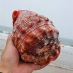Natural Super Large Wanbao Snail French Snail Large Conch Landscaping - Image 5